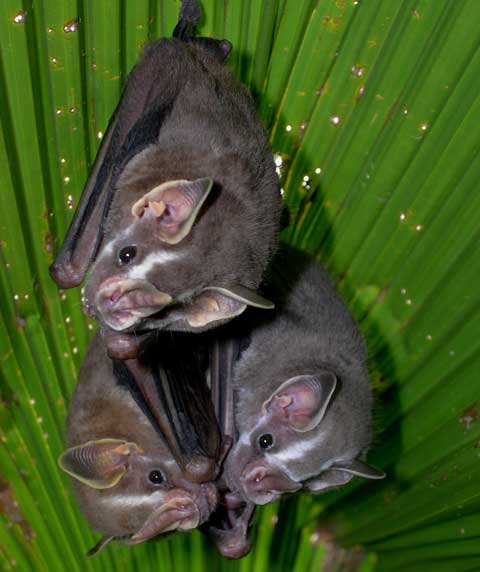 Drake Bay, Costa Rica - Tent making bats are commonly encountered in Drake Bay.