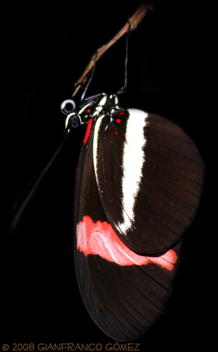 Heliconia Butterfly