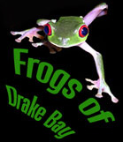 Frogs of Drake Bay Home Page