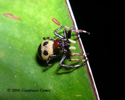 Drake Bay, Costa Rica - Jumping Spider