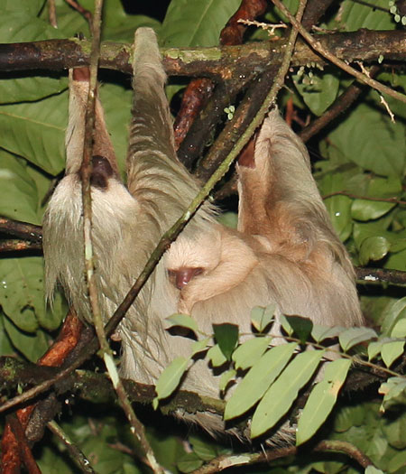 Hoffmann's Two-toed Sloth, Choloepus hoffmannni, photographed in Drake Bay, Costa Rica during the Night Tour